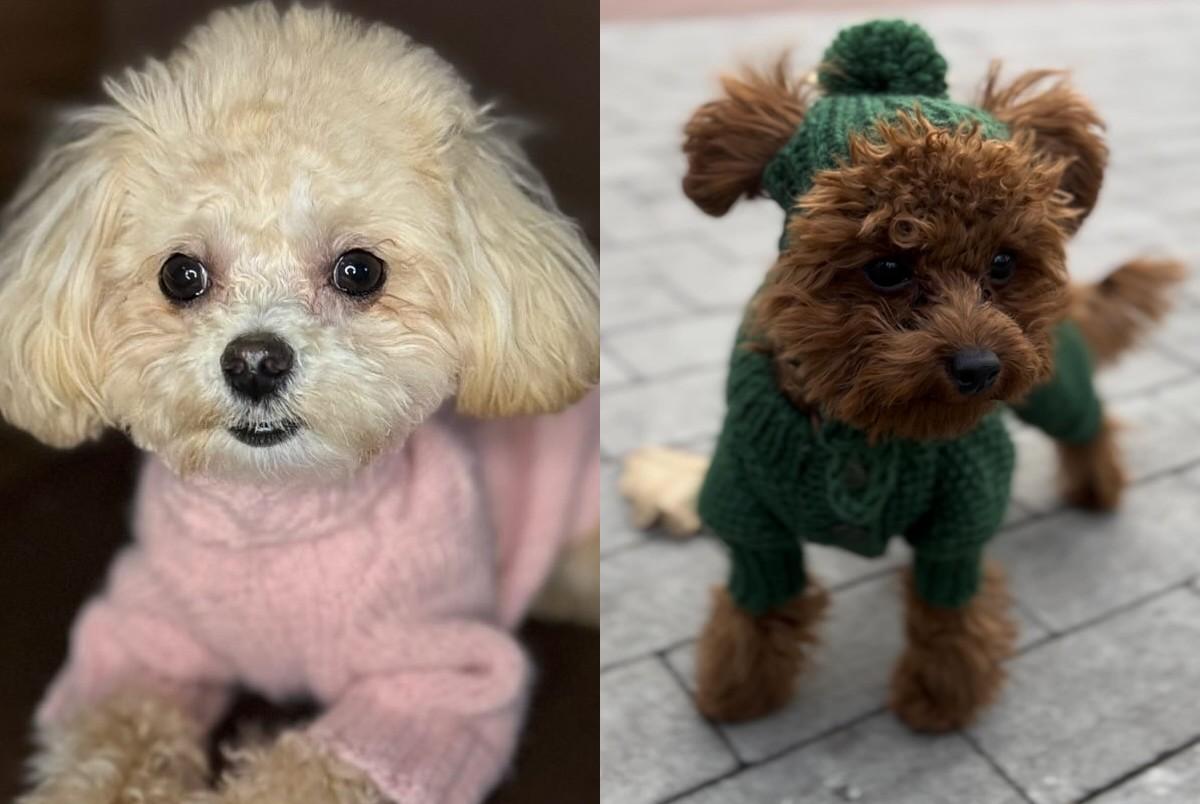 Домашние любимцы заслуживают тепла и уюта / фото instagram.com/pup_couture_ua Домашние любимцы заслуживают тепла и уюта / фото instagram.com/pup_couture_ua
