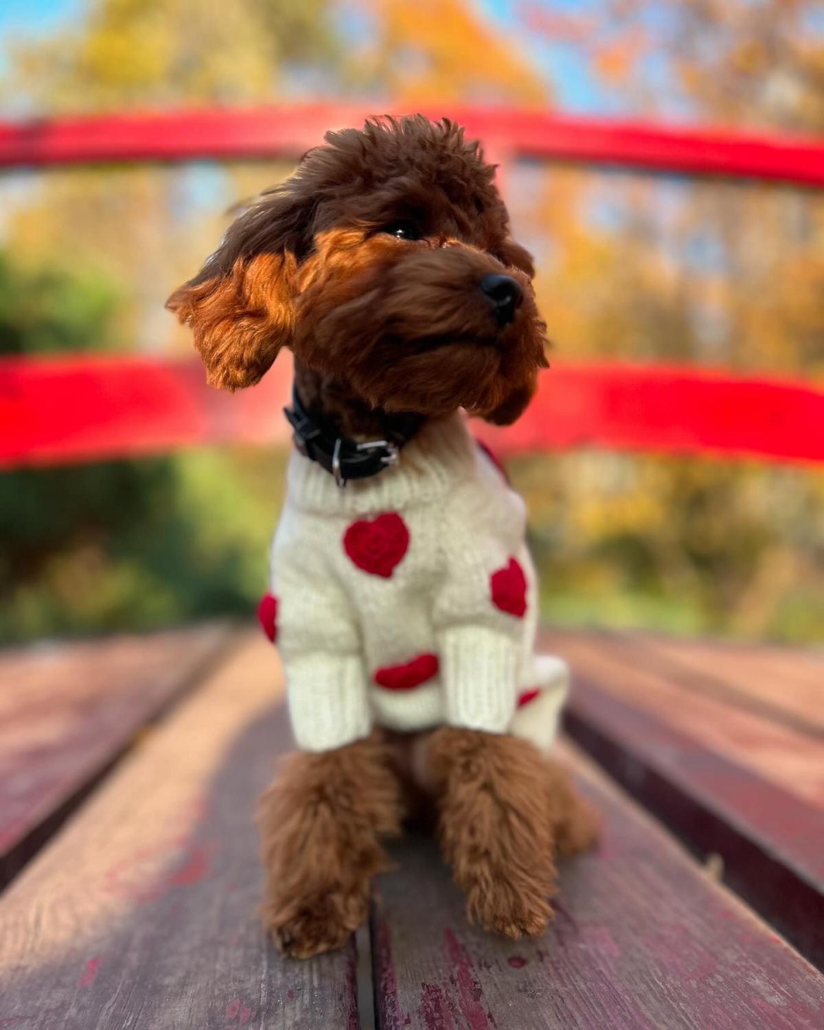 Свитер с сердечками - тренд этого сезона / фото instagram.com/pup_couture_ua Свитер с сердечками - тренд этого сезона / фото instagram.com/pup_couture_ua
