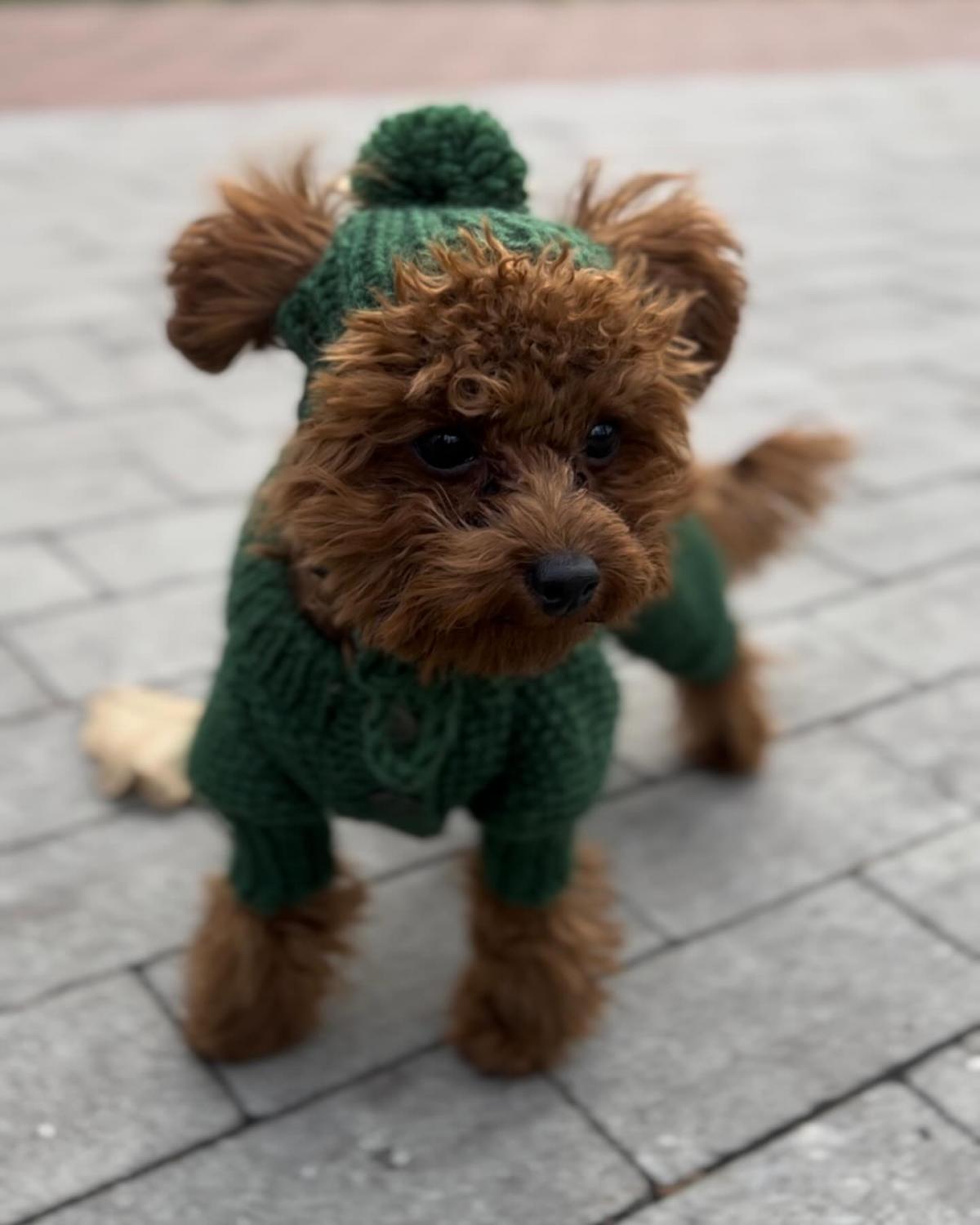 Шапочка, как элемент стильного образа / фото instagram.com/pup_couture_ua Шапочка, как элемент стильного образа / фото instagram.com/pup_couture_ua