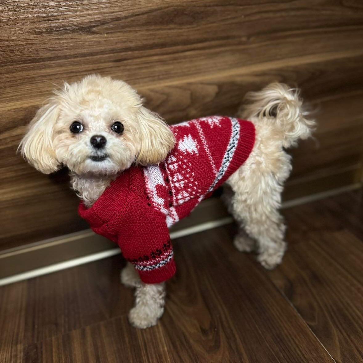 Вязаный свитер с новогодним мотивом / фото instagram.com/pup_couture_ua Вязаный свитер с новогодним мотивом / фото instagram.com/pup_couture_ua