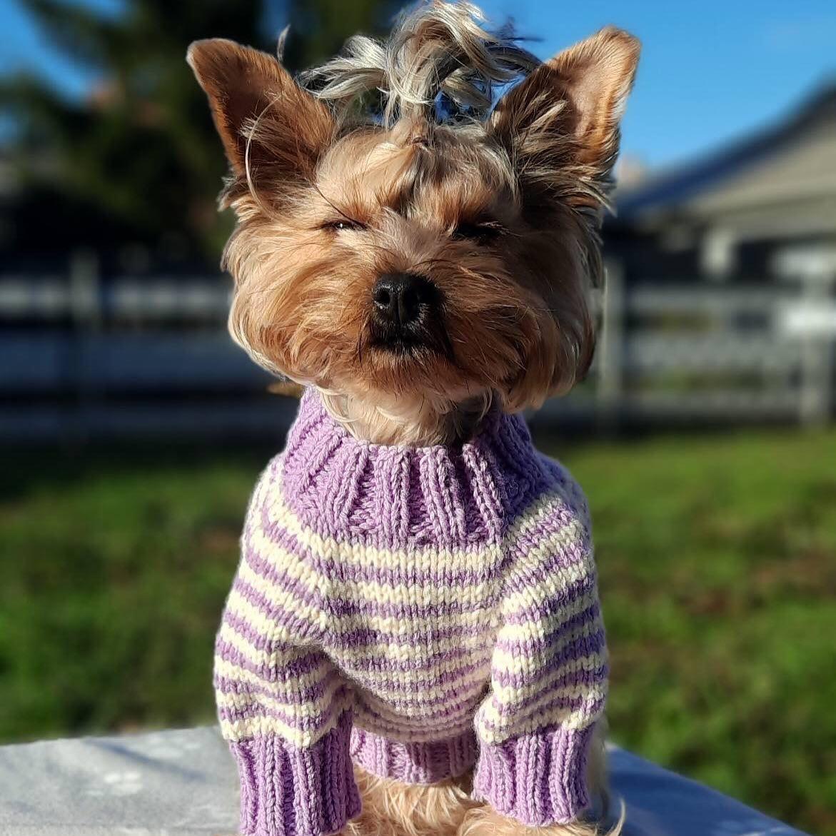 Нежно-лиловый свитер для настоящих четвероногих модниц / фото instagram.com/pup_couture_ua Нежно-лиловый свитер для настоящих четвероногих модниц / фото instagram.com/pup_couture_ua