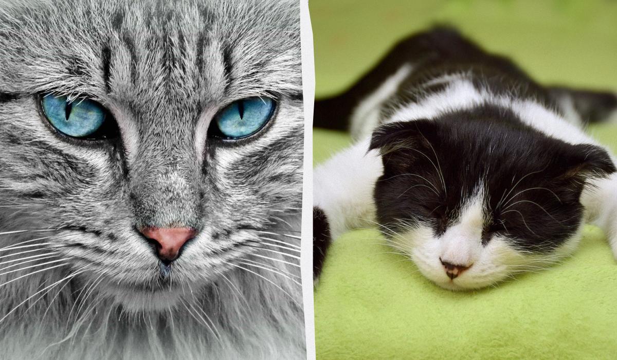 Названы признаки, по которым можно понять, что котам грустно / коллаж УНИАН с фото pixabay.com Названы признаки, по которым можно понять, что котам грустно / коллаж УНИАН с фото pixabay.com