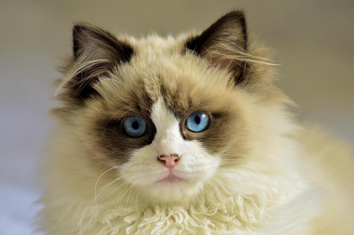 Коты "расцветают", если с ними играть, сказала эксперт / фото pixabay.com Коты "расцветают", если с ними играть, сказала эксперт / фото pixabay.com