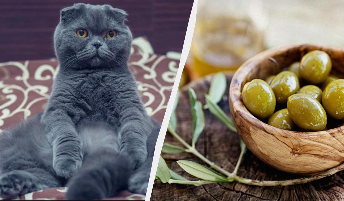 Небольшой кусочек оливки, вероятно, не повредит вашей кошке / коллаж УНИАН, фото ua.depositphotos.com Небольшой кусочек оливки, вероятно, не повредит вашей кошке / коллаж УНИАН, фото ua.depositphotos.com
