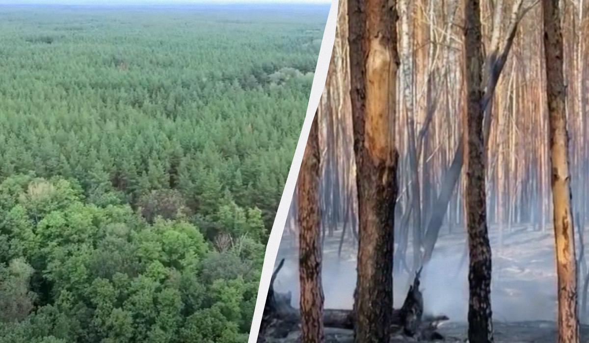 Оккупанты уничтожают все живое / Коллаж УНИАН / Скриншоты Оккупанты уничтожают все живое / Коллаж УНИАН / Скриншоты