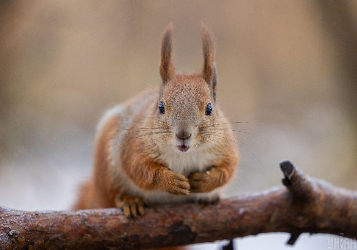 19фото УНИАН