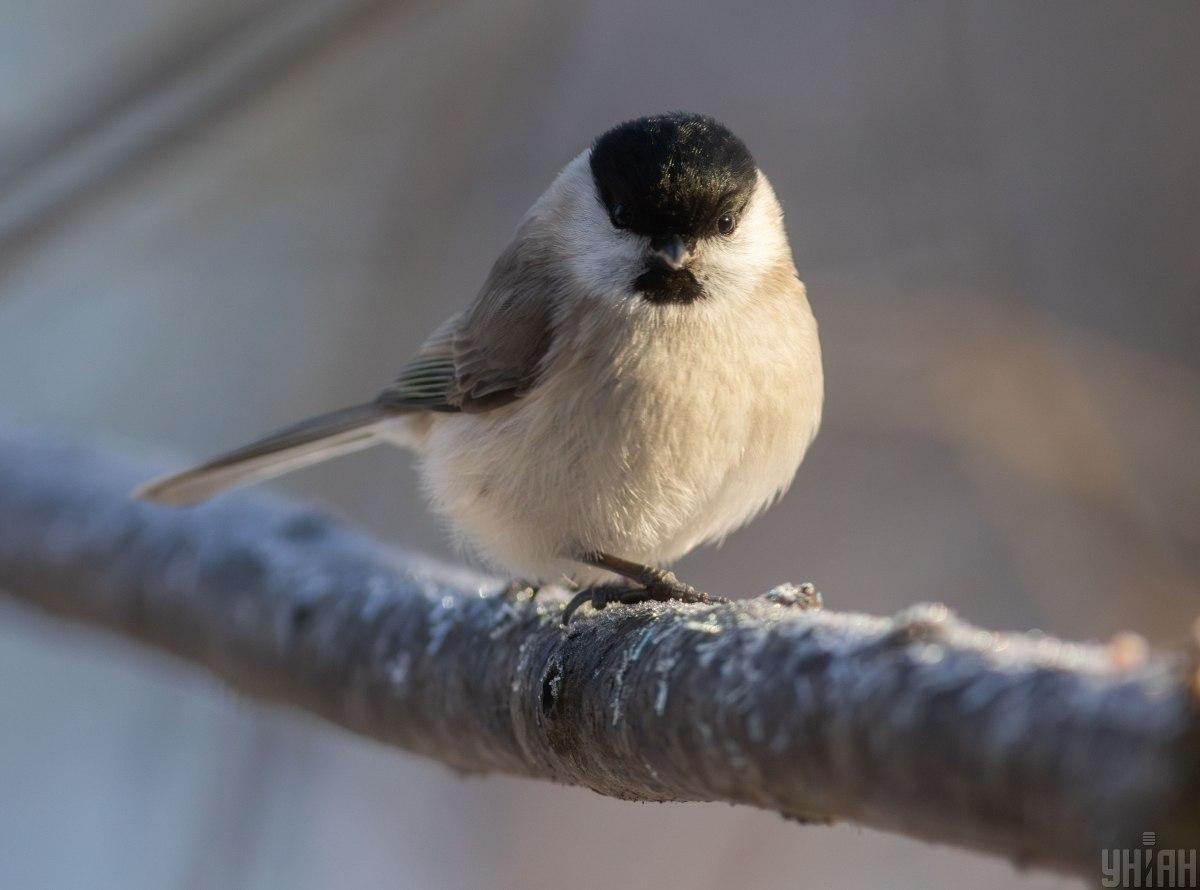18 грудня в Україні вже очікуються сонячні прояснення / фото УНІАН 18 грудня в Україні вже очікуються сонячні прояснення / фото УНІАН