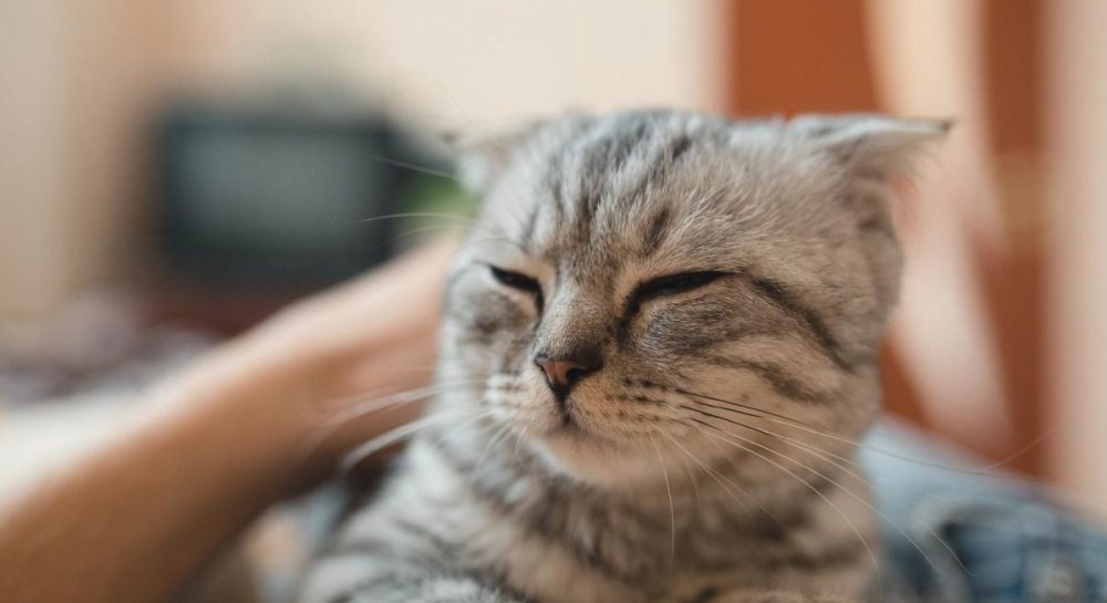 Как понять, что кот вас любит: ветеринар раскрыла 6 весомых признаков Kép