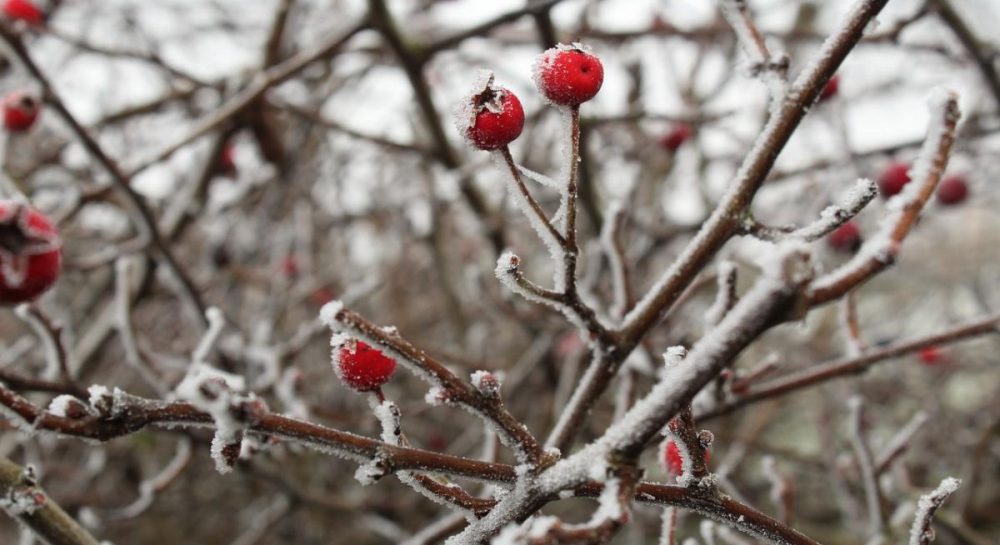 Ukraine to See Return of Cold Weather, Forecasters Say