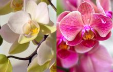 Орхидея зацветет гораздо раньше благодаря специальной обрезке: совет любителя цветов