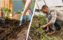 Посевной календарь на ноябрь 2024: что обязательно нужно сделать на участке