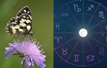 Діва - лісова німфа, Скорпіон - траурниця: який ви метелик за знаком Зодіаку