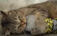 Почему коты царапаются и как их от этого отучить: эксперт дала дельные советы