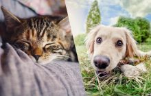 Помнят ли коты и собаки свое прошлое: ученые поделились удивительным открытием