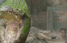 Умер самый большой в мире крокодил, который жил в неволе: сколько лет ему было