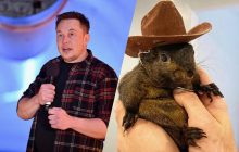 В США усыпили популярную белку Арахиса: разразился крупный скандал перед выборами