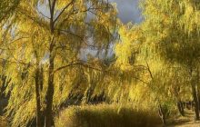 Сегодня в Киеве будет больше солнца, но теплее не станет