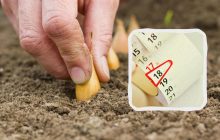 Если успеете - результат удивит: когда сажать лук и чеснок на зиму в ноябре 2024