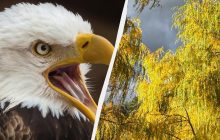 Треба мати очі орла, щоб знайти ворону в парку за 7 секунд: підступна оптична ілюзія