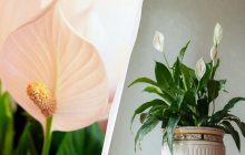 Як змусити цвісти "жіноче щастя" постійно: садівник радить виконувати одне завдання