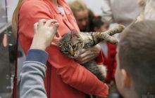 Треба бути обережним та уважним: експерти пояснили, як правильно гладити кота