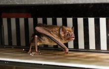 Ученые заставили летучих мышей-вампиров бегать по беговой дорожке: для чего они это сделали