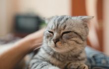 Чому коти мнуть лапами людину: ветеринари пояснили причини милої звички
