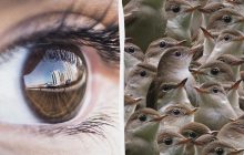 Треба бути детективом, щоб знайти горобця серед солов'їв за 12 секунд: хитра головоломка