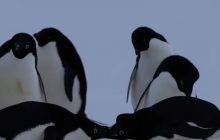 Дерутся и спорят, как люди: полярники подсмотрели интересный эпизод из жизни "аделек"