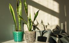 Получила одобрение от NASA: эксперт назвал растение для спальни, которое поможет заснуть