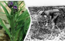 Квітка, якій 108 років: вчені розкрили секрет таємничого листа солдата Першої світової