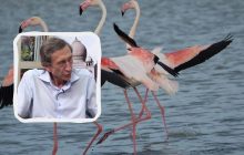 Почастішали зустрічі з фламінго: науковець пояснив, чому у наступні десятиліття в Україні теплішатиме