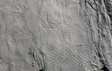 Туристка во время прогулки в Альпах нашла следы рептилий, живших до эпохи динозавров