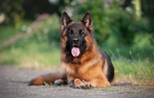 Эксперты назвали 5 лучших пород собак для ветеранов