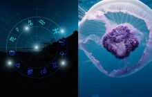 Близнецы - бессмертная, Рыбы - хрустальная: какая вы медуза по знаку Зодиака