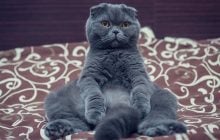Нравится ли кошкам музыка: ученые провели эксперимент