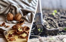 Ценное удобрение: вот почему нельзя выбрасывать ореховую скорлупу