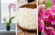Як змусити орхідею зацвісти: квітникарі розкрили секрет добрива зі звичайного рису