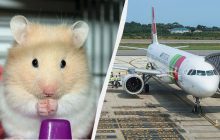 Зграя хом'яків на чотири дні прикувала до землі величезний Airbus в Португалії