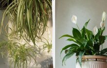 Позбавлять цвілі та конденсату в квартирі: найкращі рослини-осушувачі повітря
