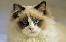 Понимают ли кошки человеческую речь: ученые открыли удивительный факт