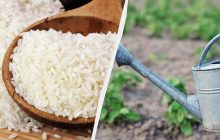 Можно ли использовать рисовую воду в саду и огороде: главные нюансы популярного удобрения