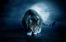 Чи можуть коти бачити привидів: експерти розкрили всю правду про загадковість цих тварин