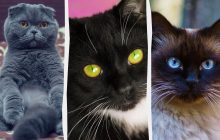 Сколько лет вашему коту: как перевести в человеческие годы (инфографика)