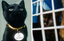 Операція "ГУР-КІТ": розвідники провели нетипову евакуацію з острова Зміїний (фото)