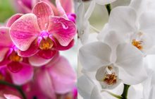 Що не можна робити, коли орхідея в'яне: садівниця назвала поширену помилку