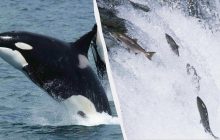 Косатки начали носить "шляпы" из мертвого лосося после того, как отказались от этого 37 лет назад