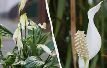 Чому не цвіте "жіноче щастя": садівник розповів, як доглядати за спатифілумом