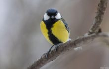 Сегодня в Киеве будет один из самых теплых дней недели, впереди - похолодание
