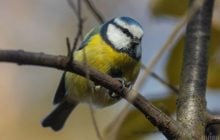 Завтра в Києві стане ще прохолодніше